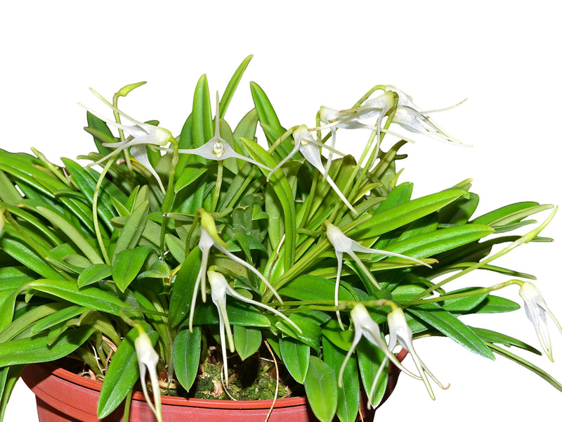 Masdevallia guayanensis
