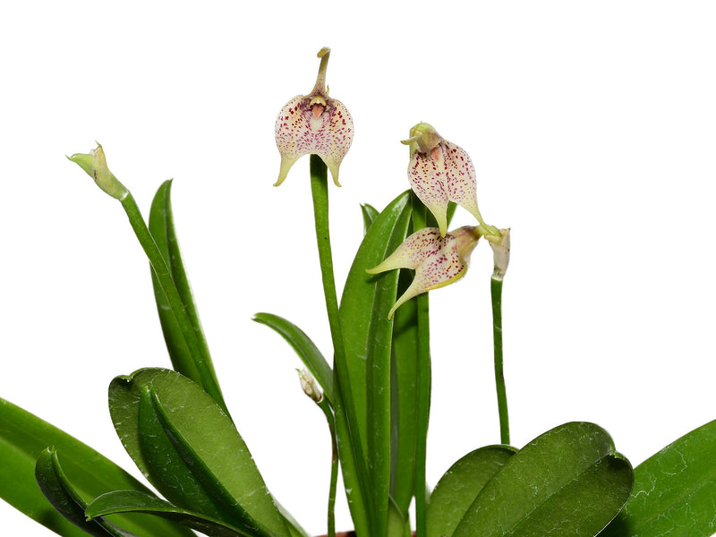 Masdevallia guttulata