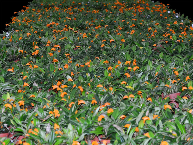 Masdevallia hirtzii