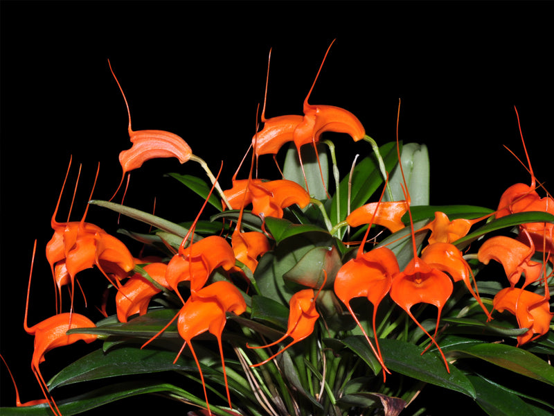 Masdevallia hirtzii