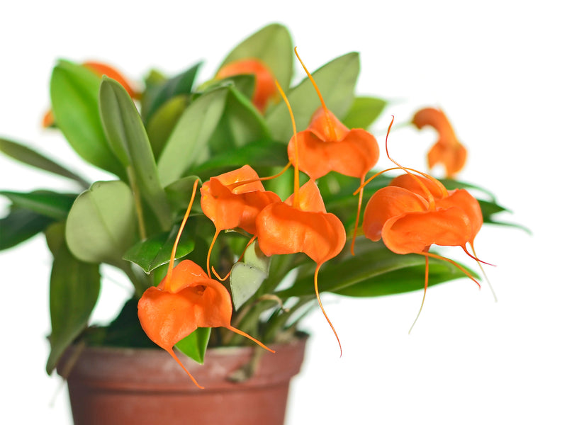Masdevallia hirtzii
