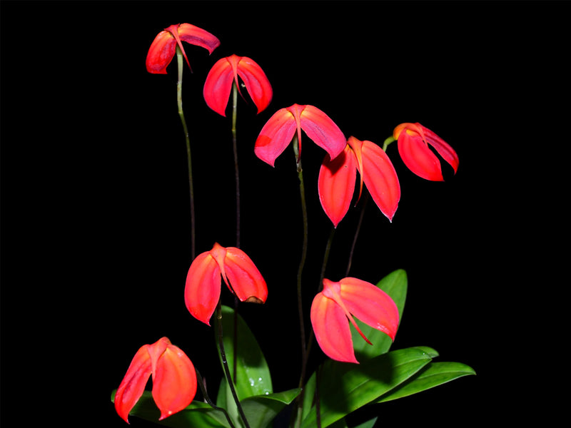 Masdevallia ignea
