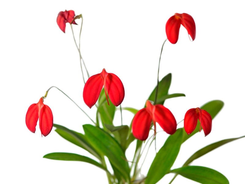 Masdevallia ignea