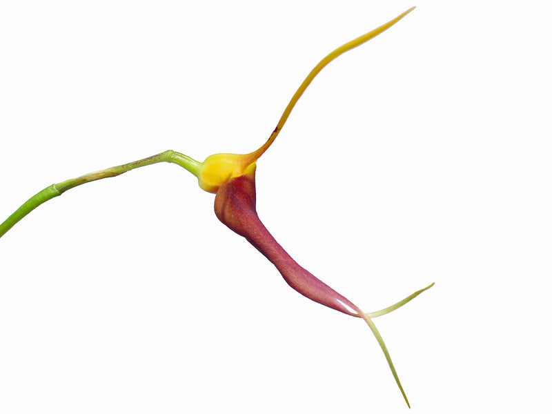 Masdevallia impostor