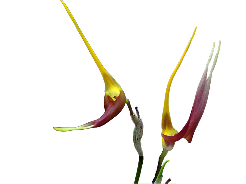 Masdevallia impostor