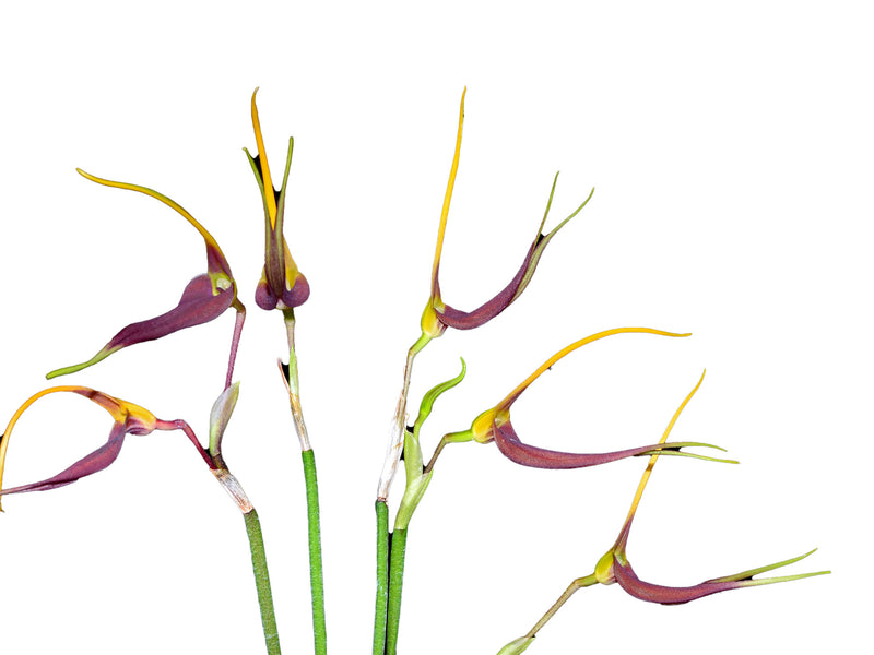 Masdevallia impostor