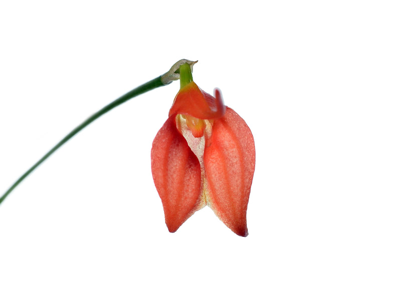 Masdevallia ingridiana