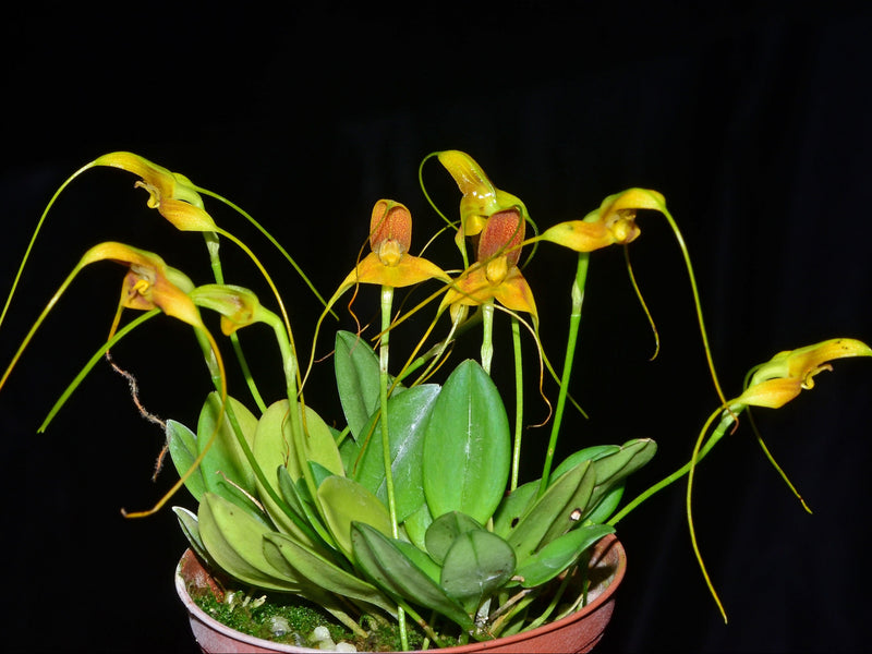 Masdevallia ivanii