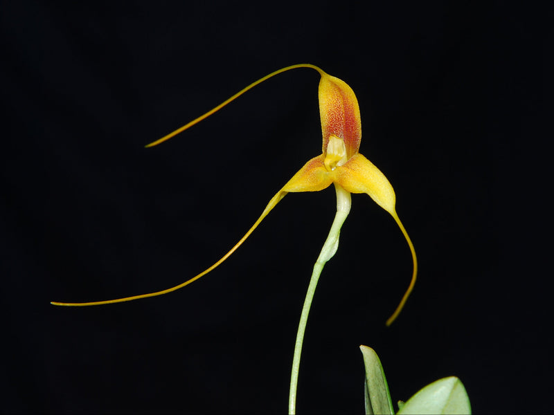 Masdevallia ivanii