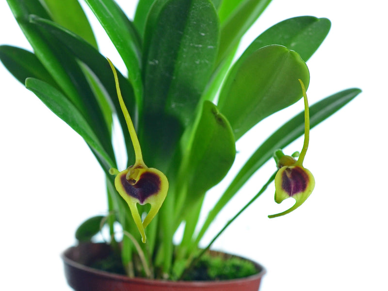 Masdevallia lata