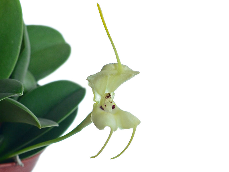 Masdevallia leonii