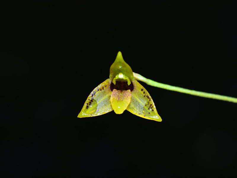 Masdevallia mentosa