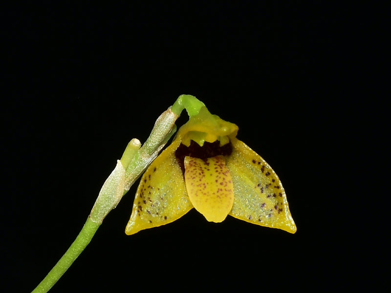 Masdevallia mentosa