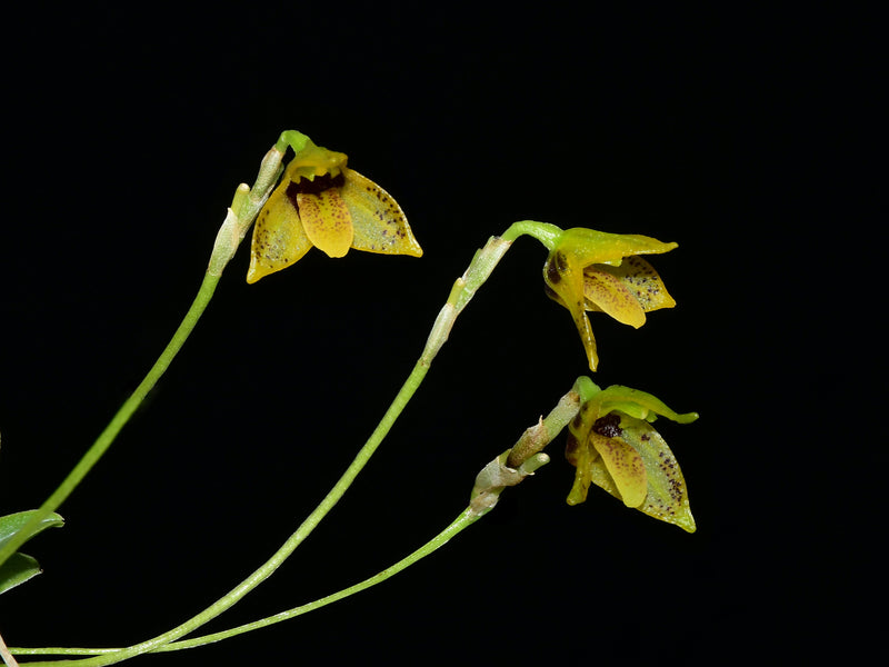 Masdevallia mentosa