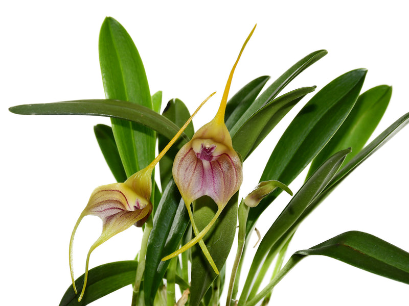 Masdevallia monicana