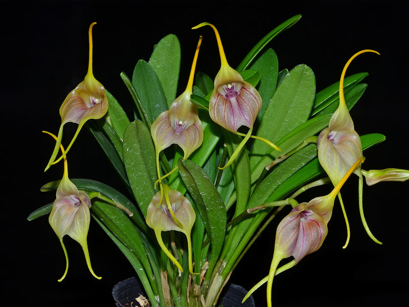 Masdevallia monicana