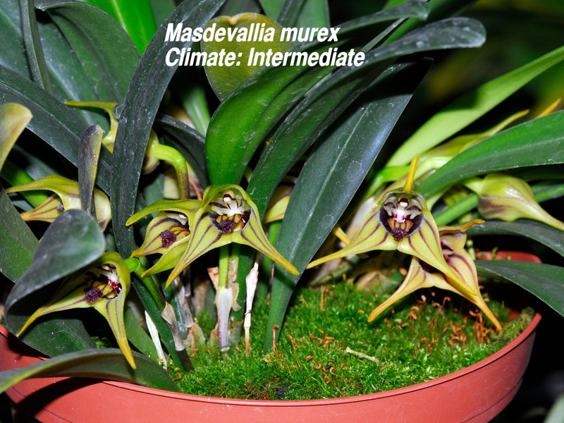 Masdevallia murex