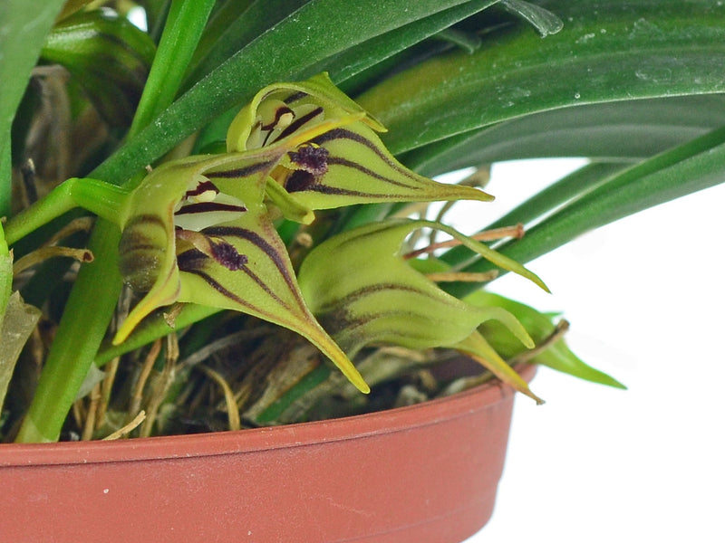 Masdevallia murex