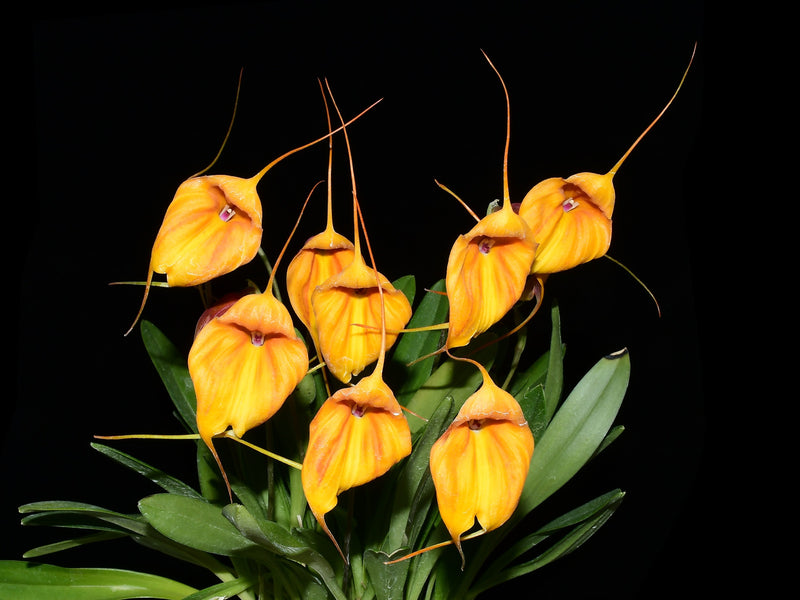 Masdevallia niesseniae