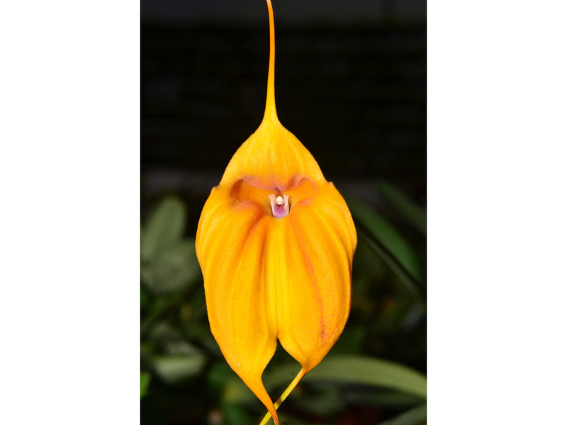 Masdevallia niesseniae