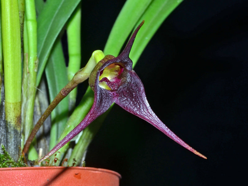 Masdevallia picea