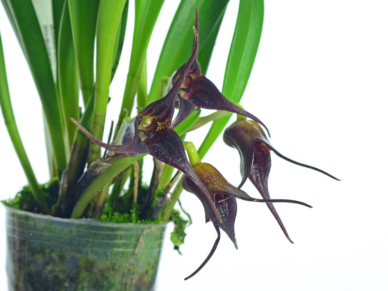 Masdevallia picea