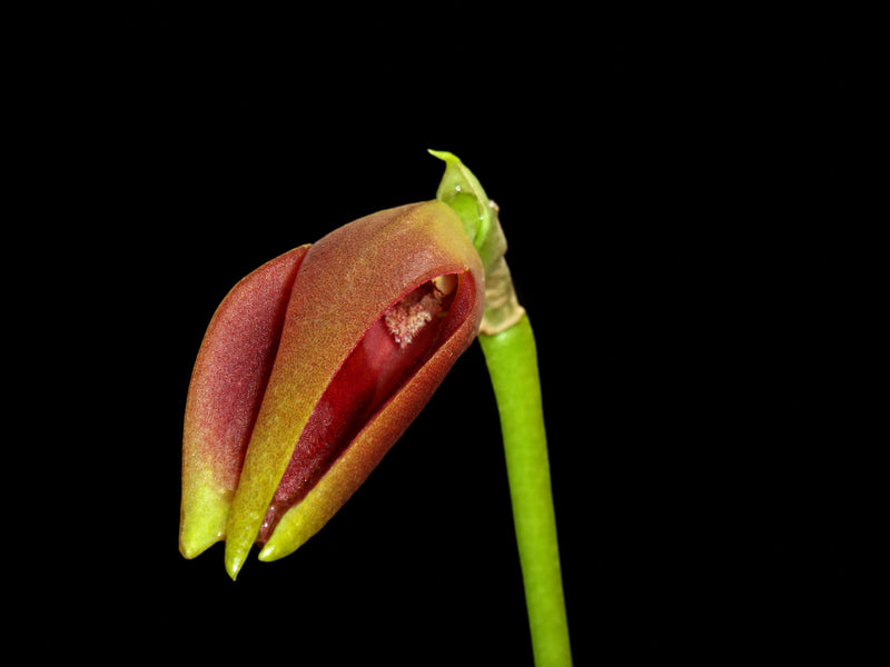 Masdevallia portillae