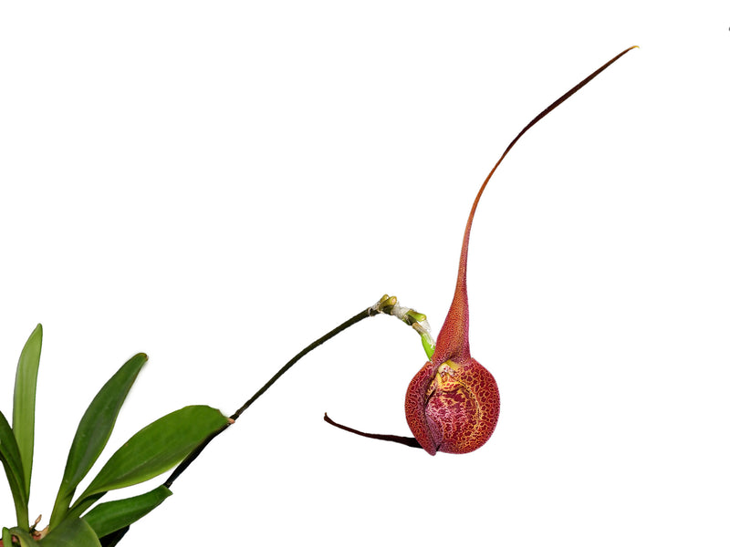 Masdevallia princeps