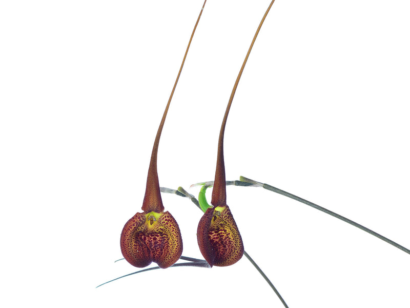 Masdevallia princeps