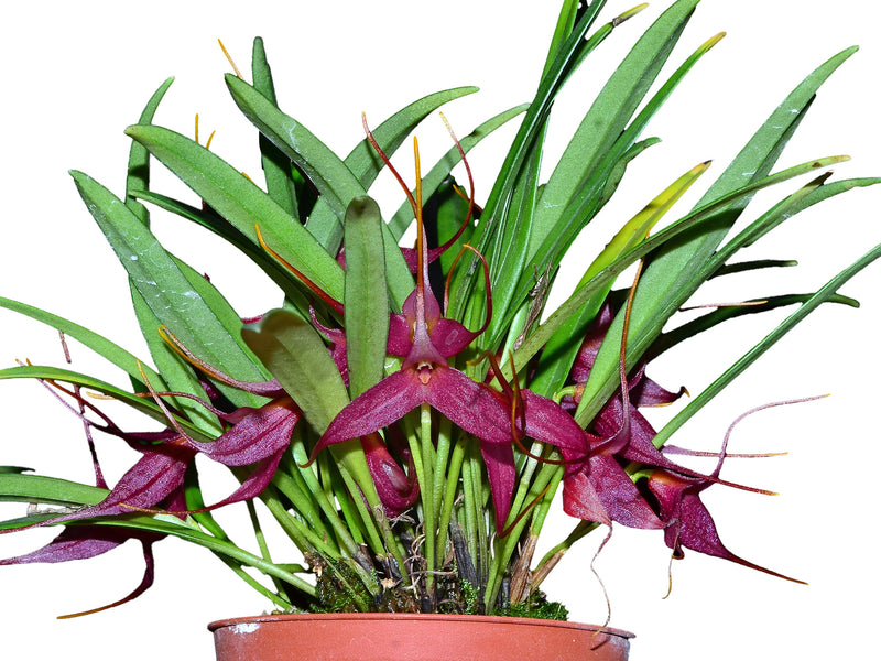 Masdevallia roseola
