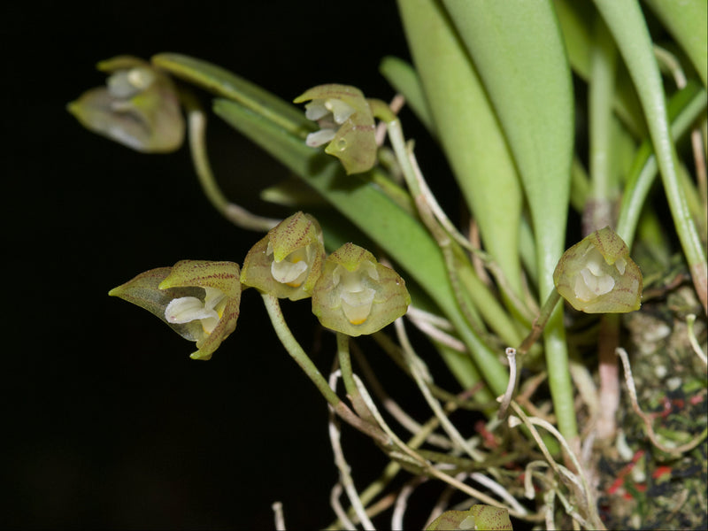 Masdevallia sanctae-rosae