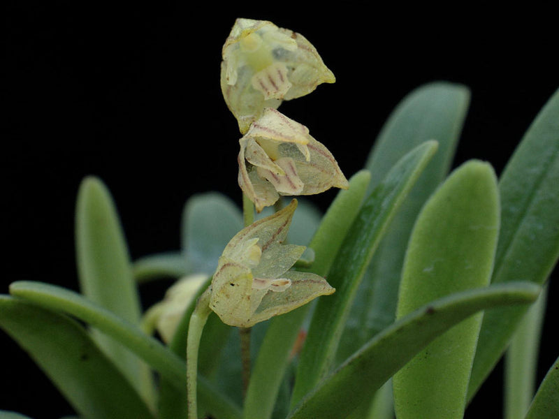 Masdevallia sanctae-rosae