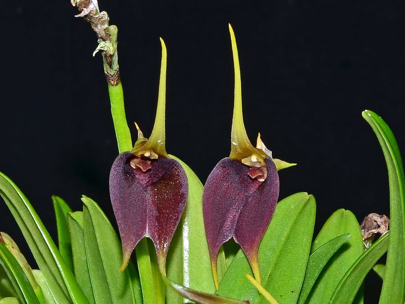 Masdevallia sanguinea