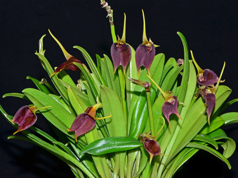 Masdevallia sanguinea