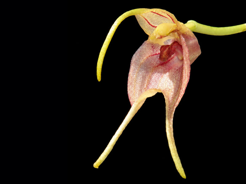 Masdevallia torta