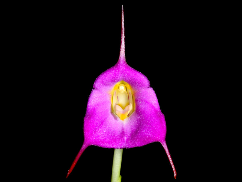 Masdevallia uniflora dark color