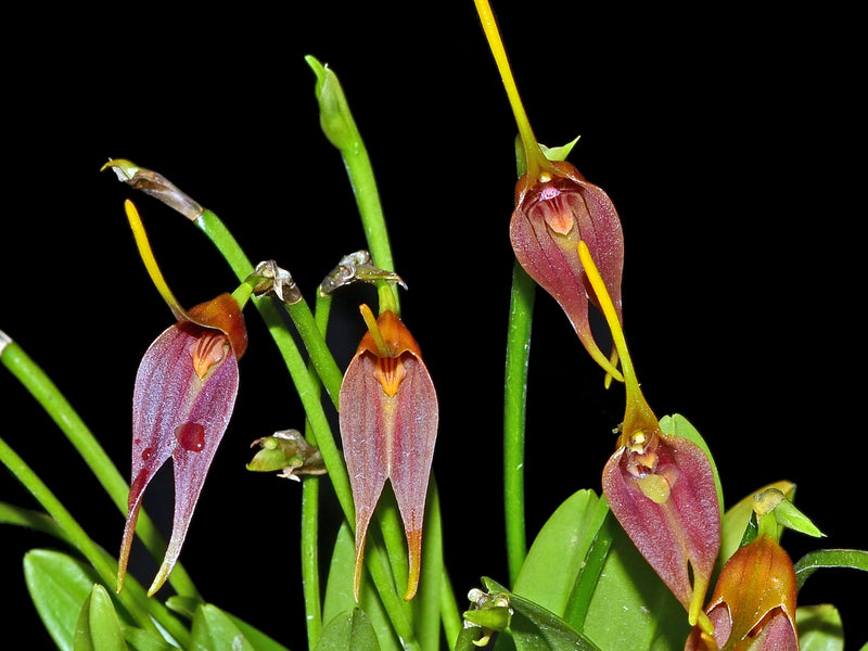 Masdevallia vargasii