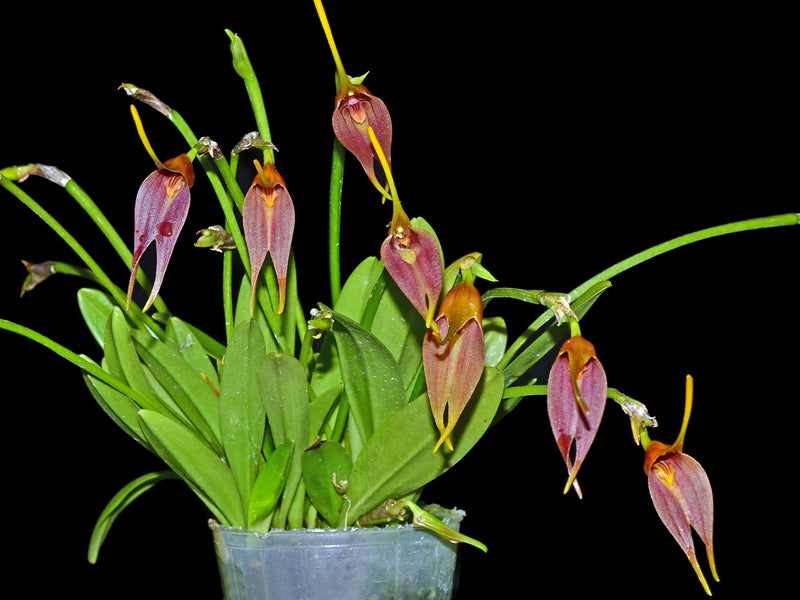 Masdevallia vargasii