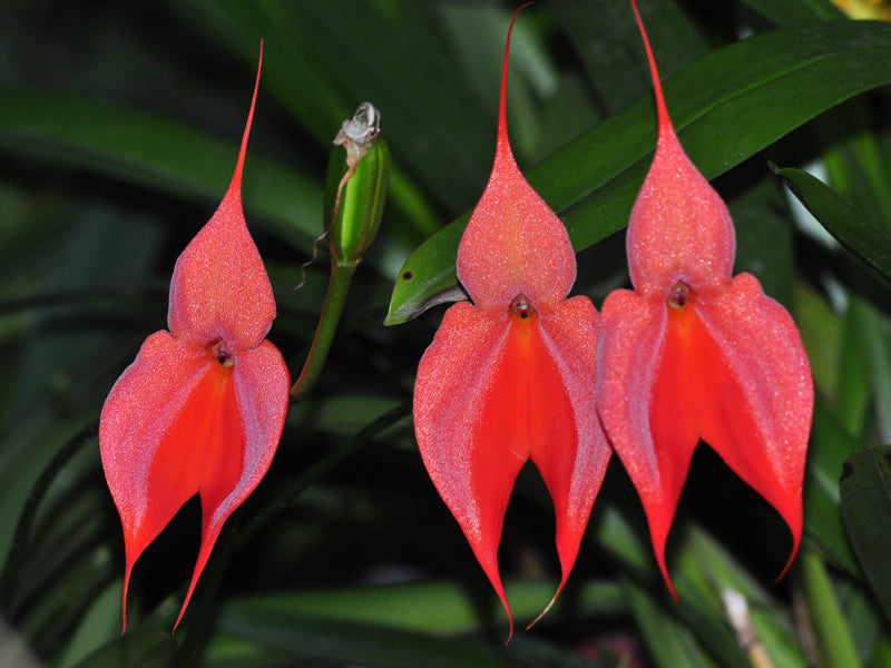 Masdevallia veitchiana 'Peach'  OP in vitro