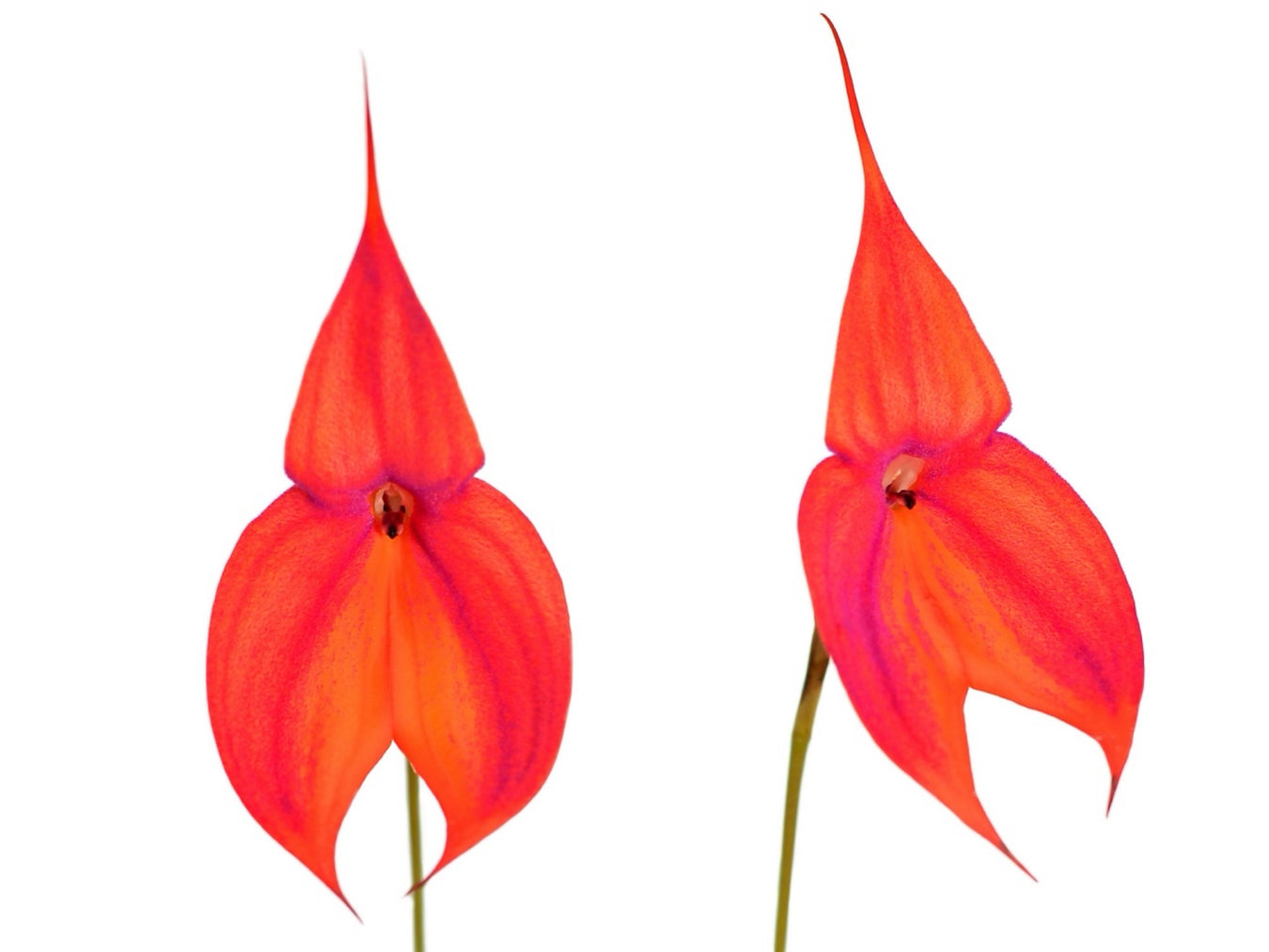 OrchiPack