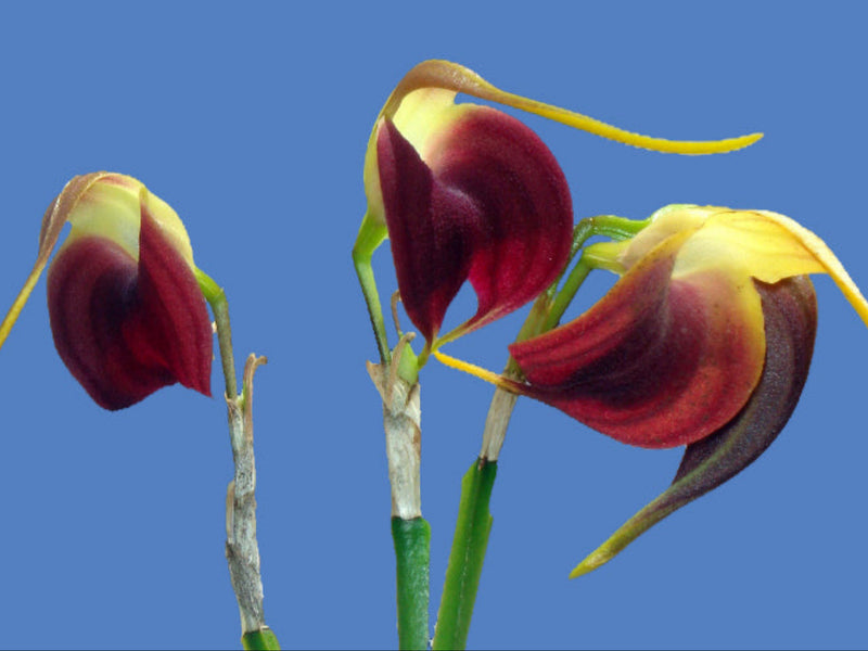Masdevallia virgo-cuencae
