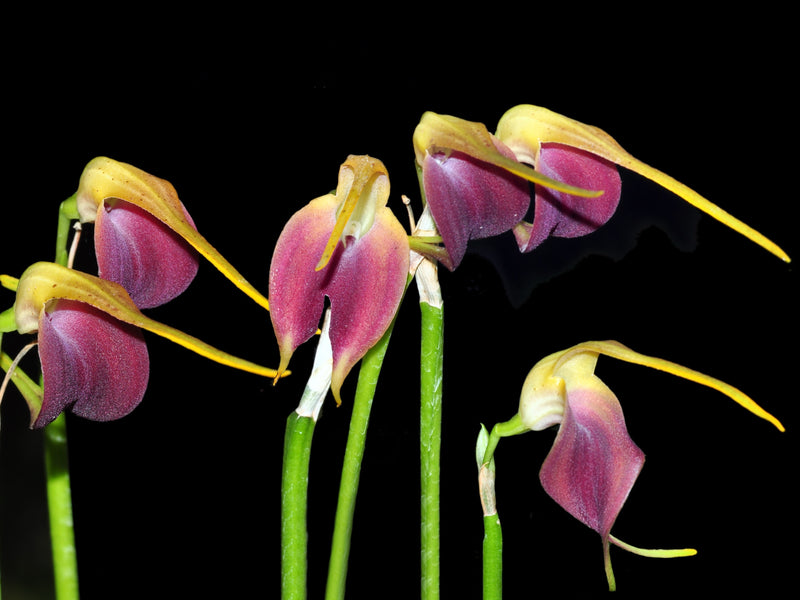 Masdevallia virgo-cuencae