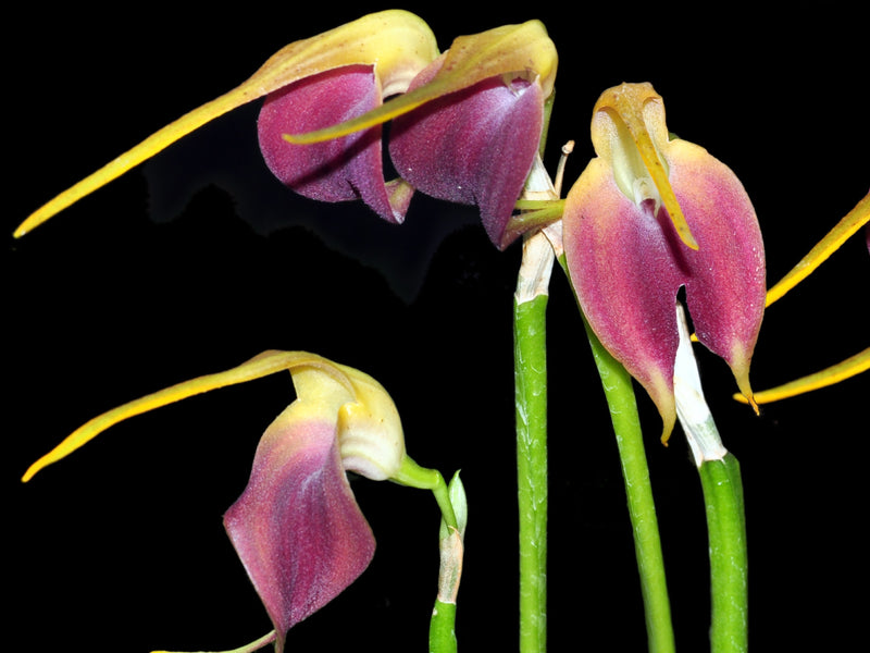 Masdevallia virgo-cuencae