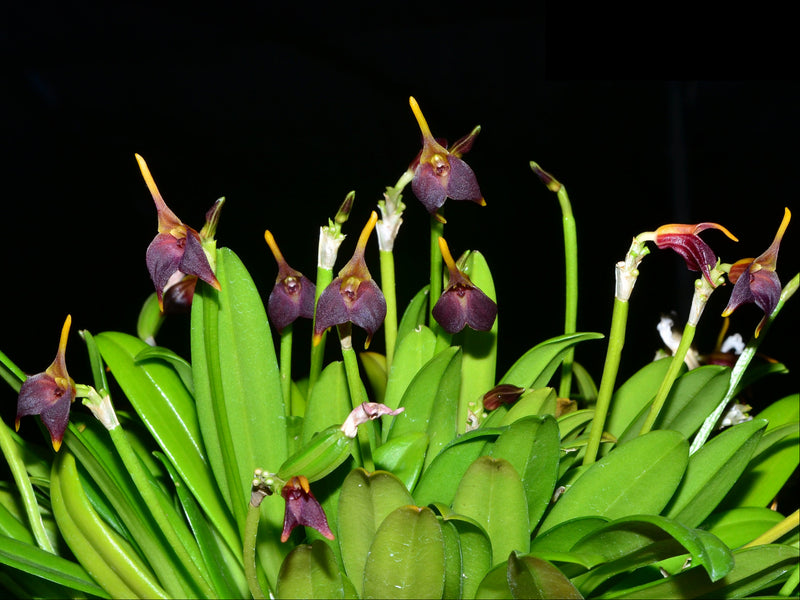 Masdevallia weberbaueri