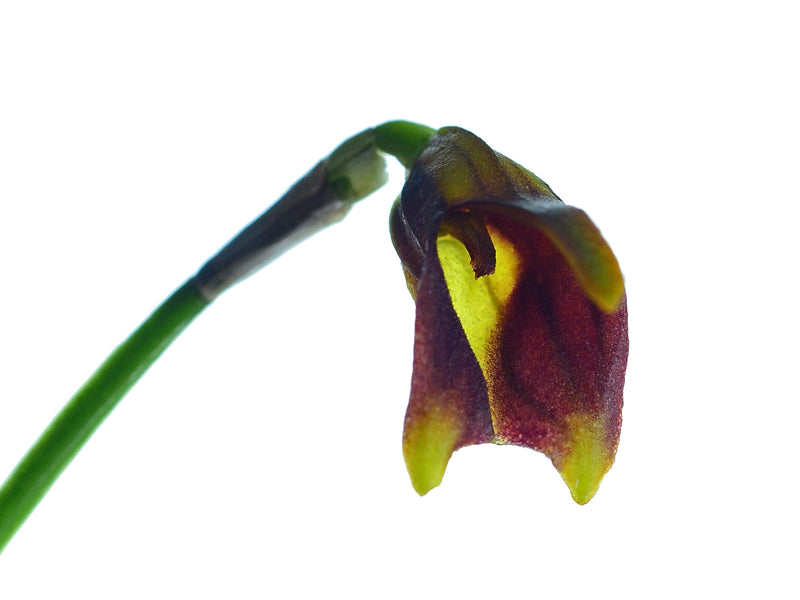 Masdevallia weberbaueri