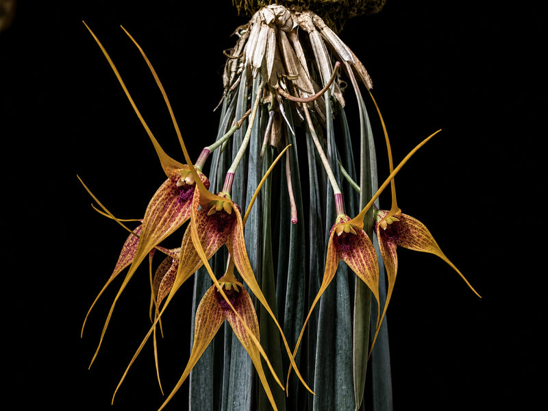 Masdevallia caesia OP in vitro