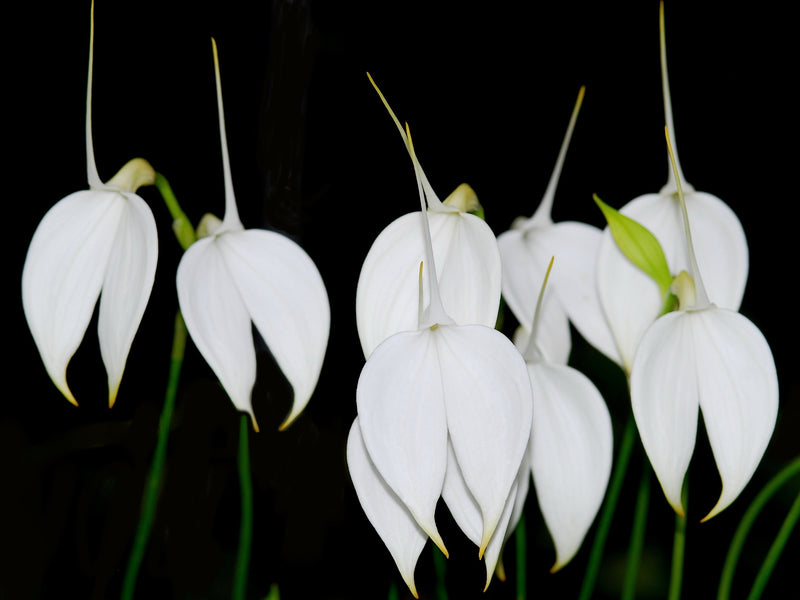 Masdevallia coccinea f. Alba