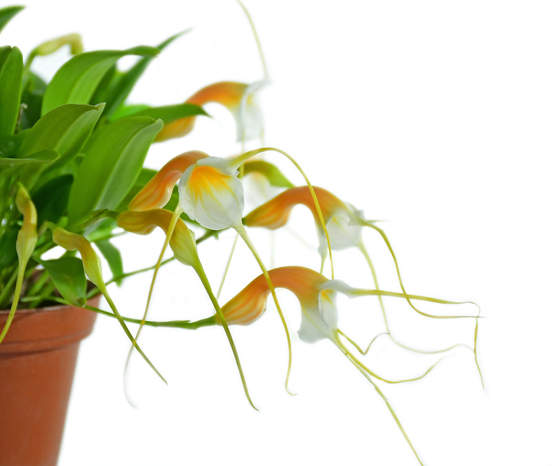 Masdevallia constricta OP in vitro