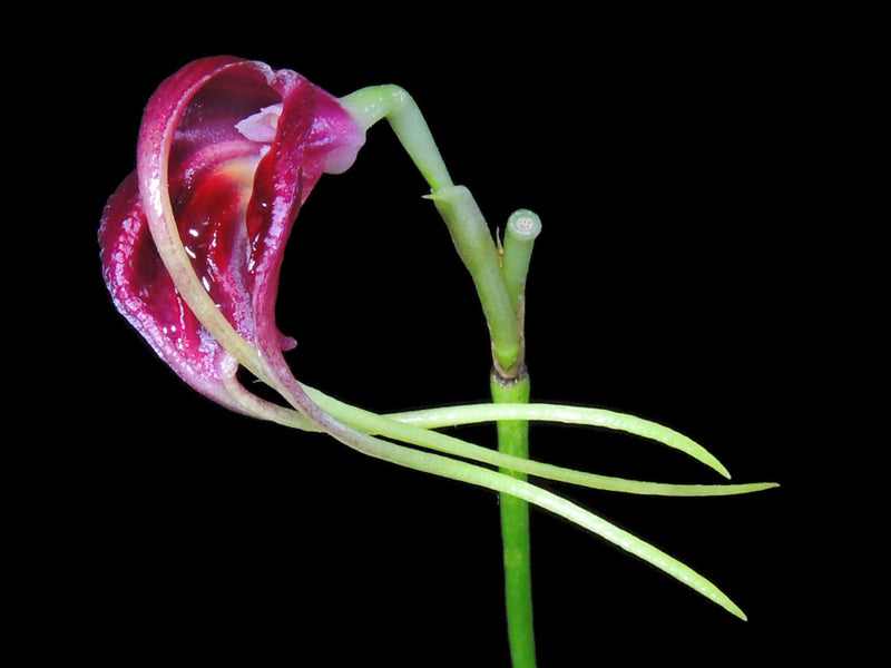 Masdevallia empusa