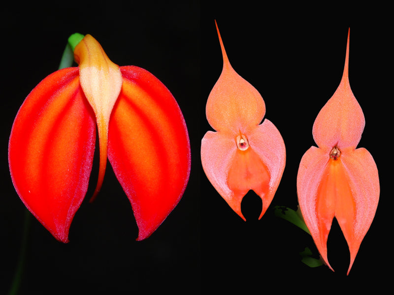 Masdevallia ignea 'Fantasía' x Masd. veitchiana 'Peach' OP in vitro